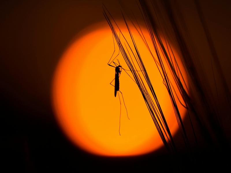 Zanzare d'estate: West Nile, Chikungunya e gli altri virus da tener d'occhio